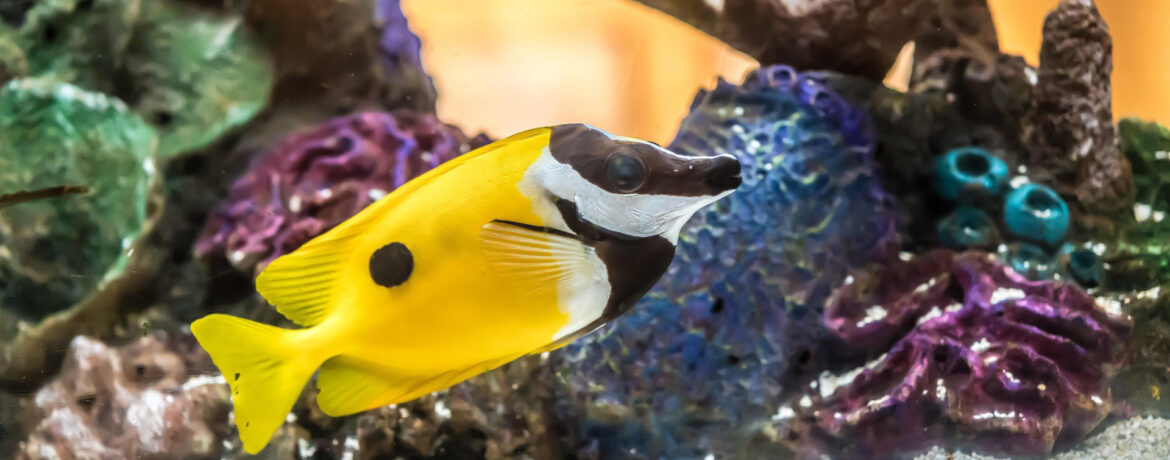 Курсы дайвинга