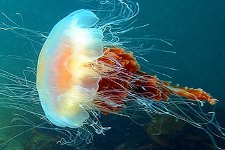 Морская медуза