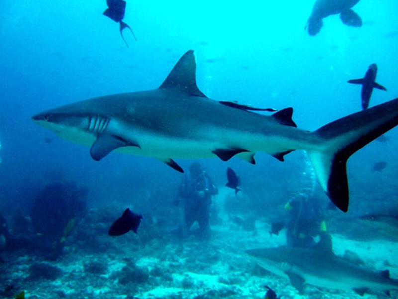 акулы Судана