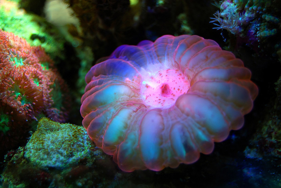 Красивый морской коралл