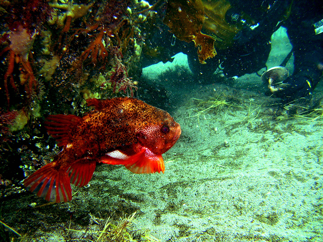 Подводный мир Баренцево моря