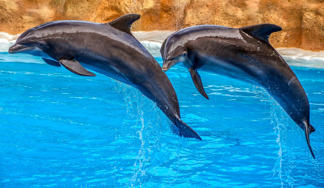 Дельфины морские животные
