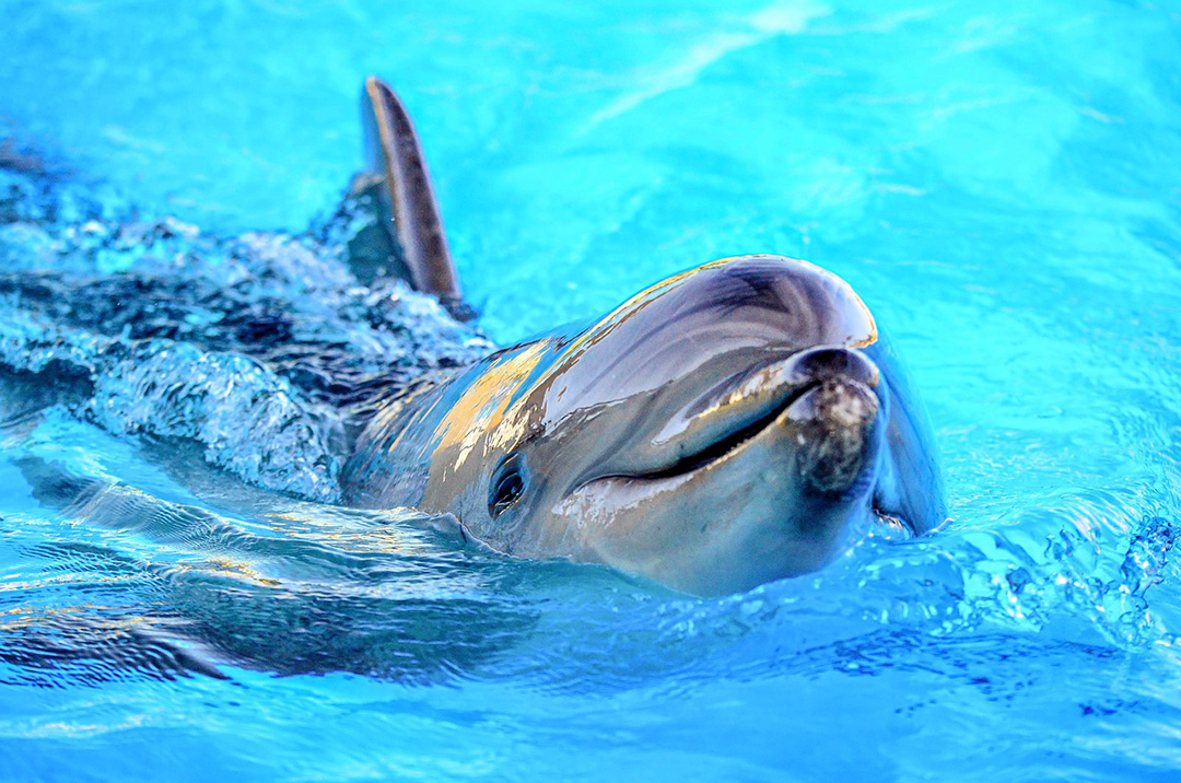 Дельфин морское животное