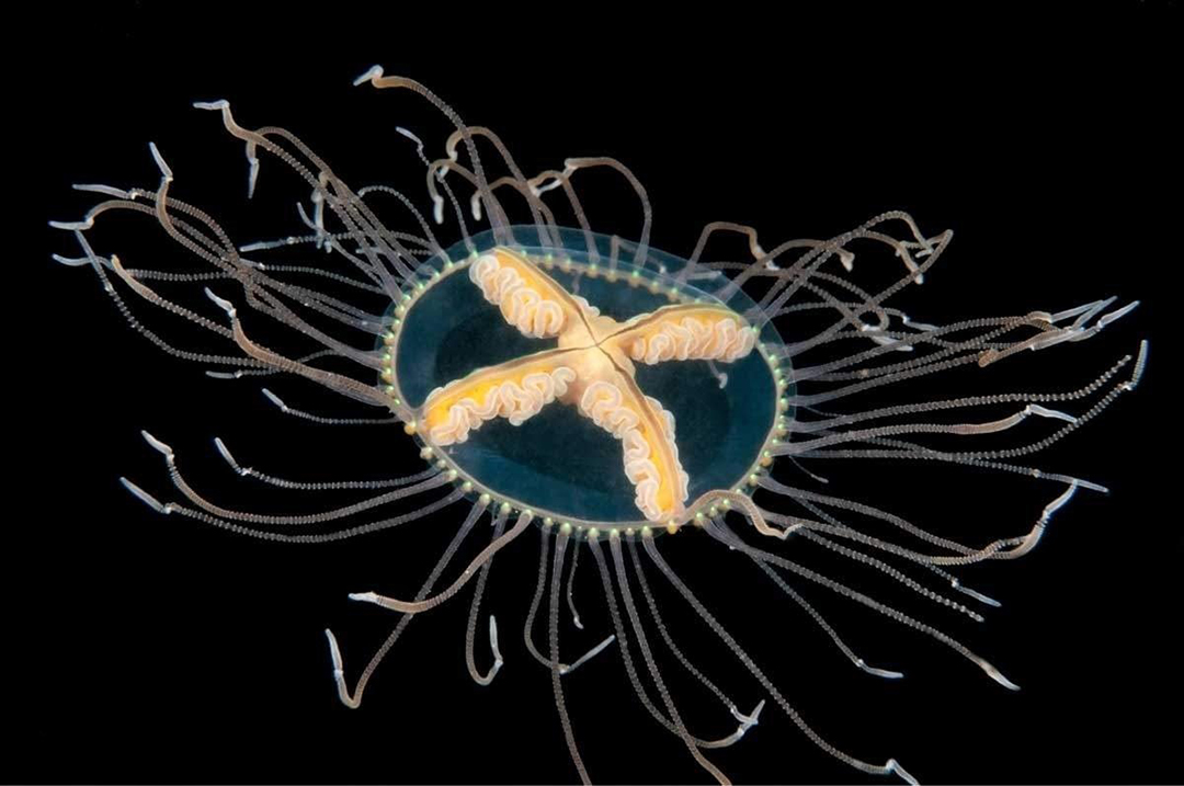 Медузы Японского моря