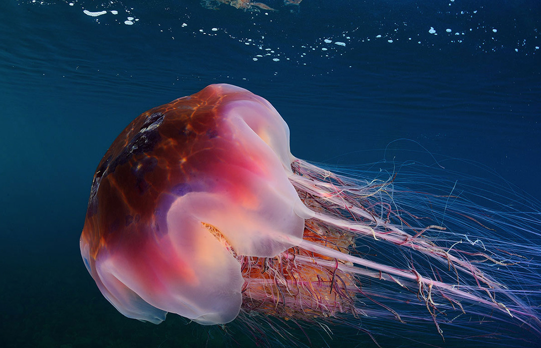 Медуза Цианея