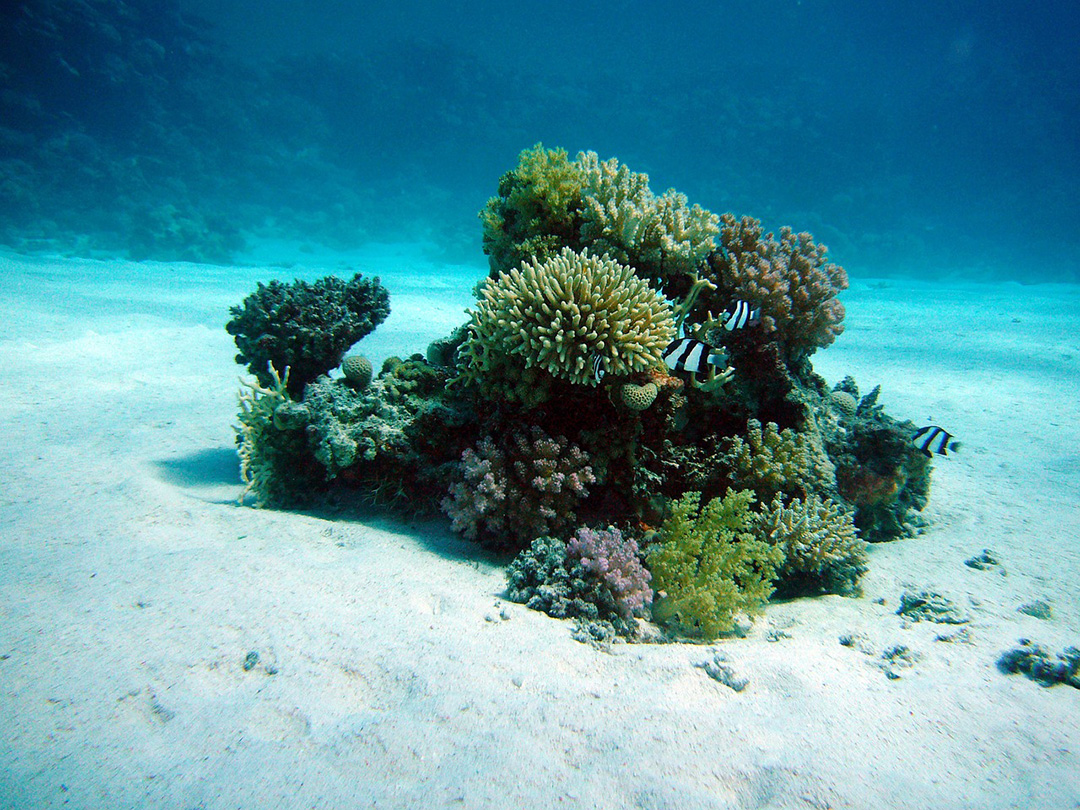 Возникновение коралловых рифов